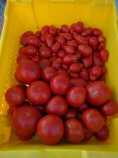 tomato-bin