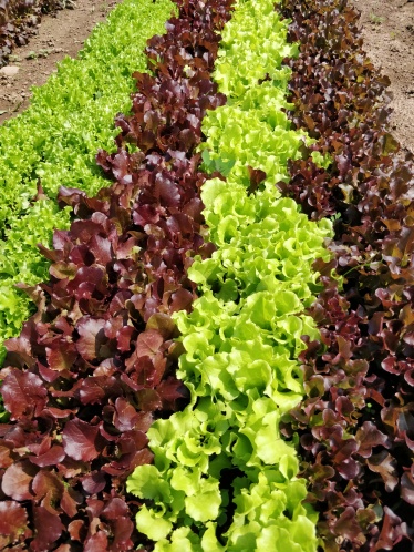 Lettuce rows